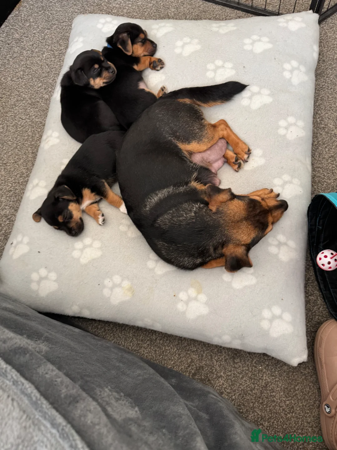 Jack Russell dogs for sale: Stunning black n tan smooth coat  - Advert 1