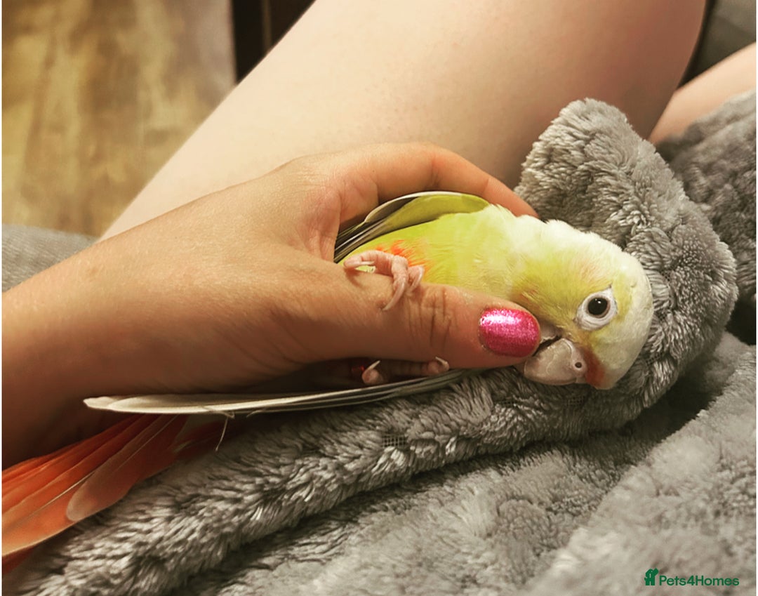 Conures birds for sale: Hand tame conure - Image 3