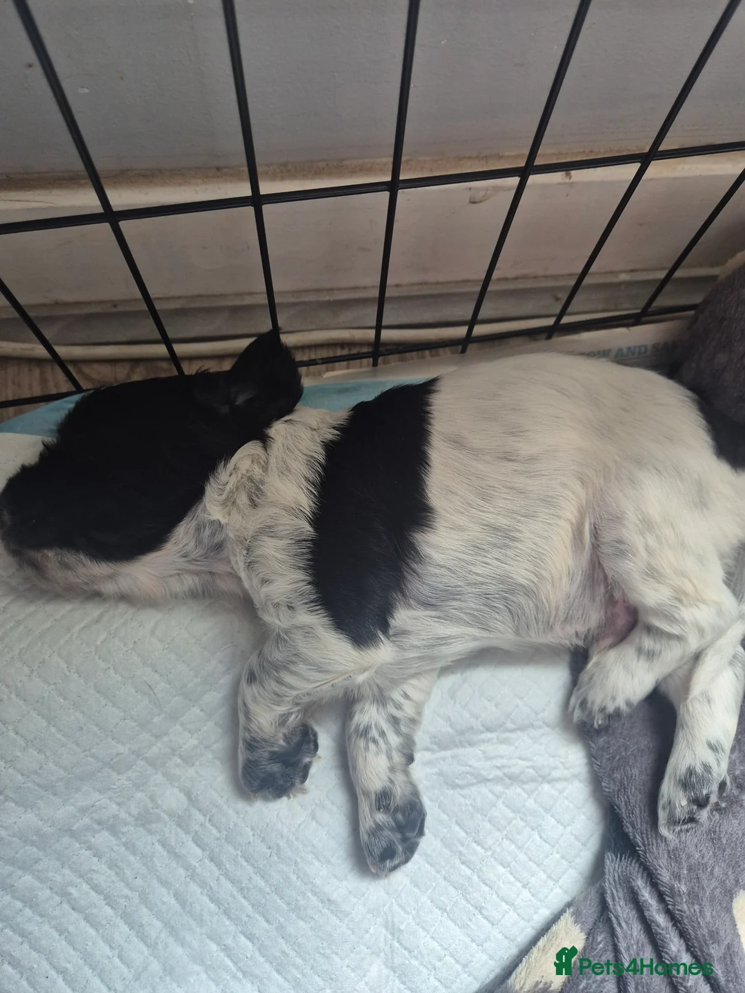 Sprocker dogs for sale: 3x boys Sprocker Pups in Girvan - Advert 2