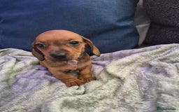 Mixed Breed dogs for sale: Mini dachshund cross puppies  - Image 4