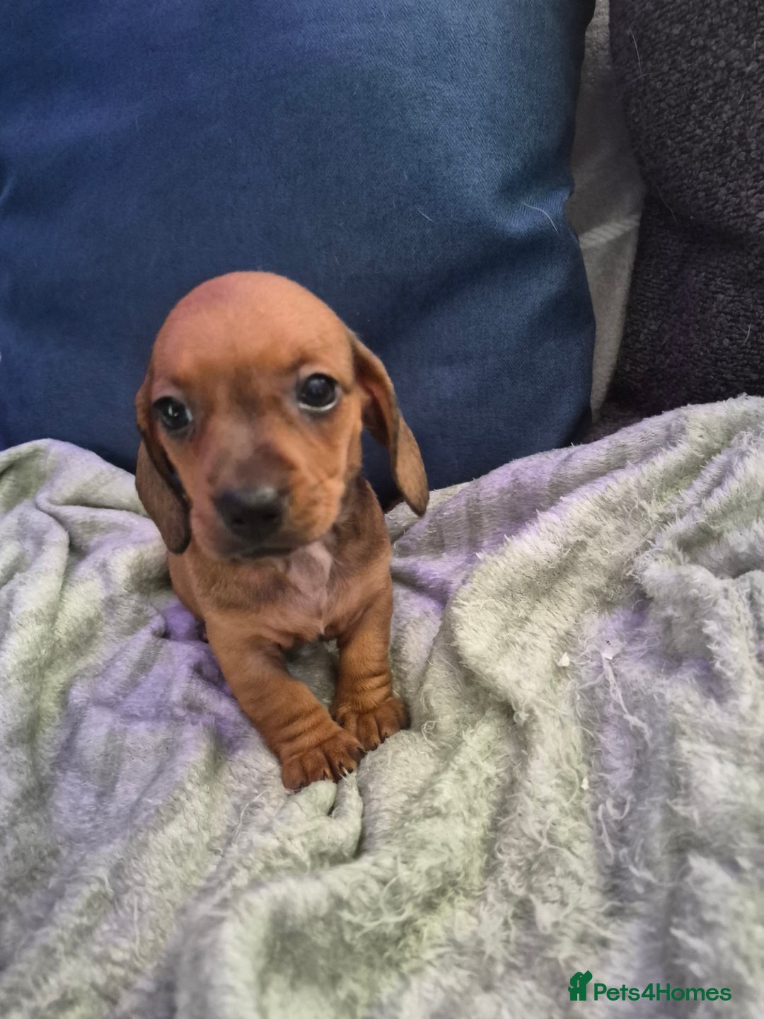 Mixed Breed dogs for sale: Mini dachshund cross puppies  - Image 4