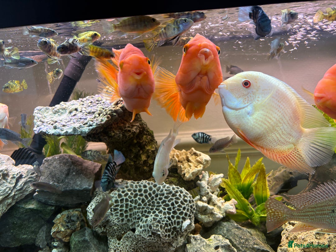 Cichlids fish for sale: Parrot Cichlids and Severums for sale - Image 2