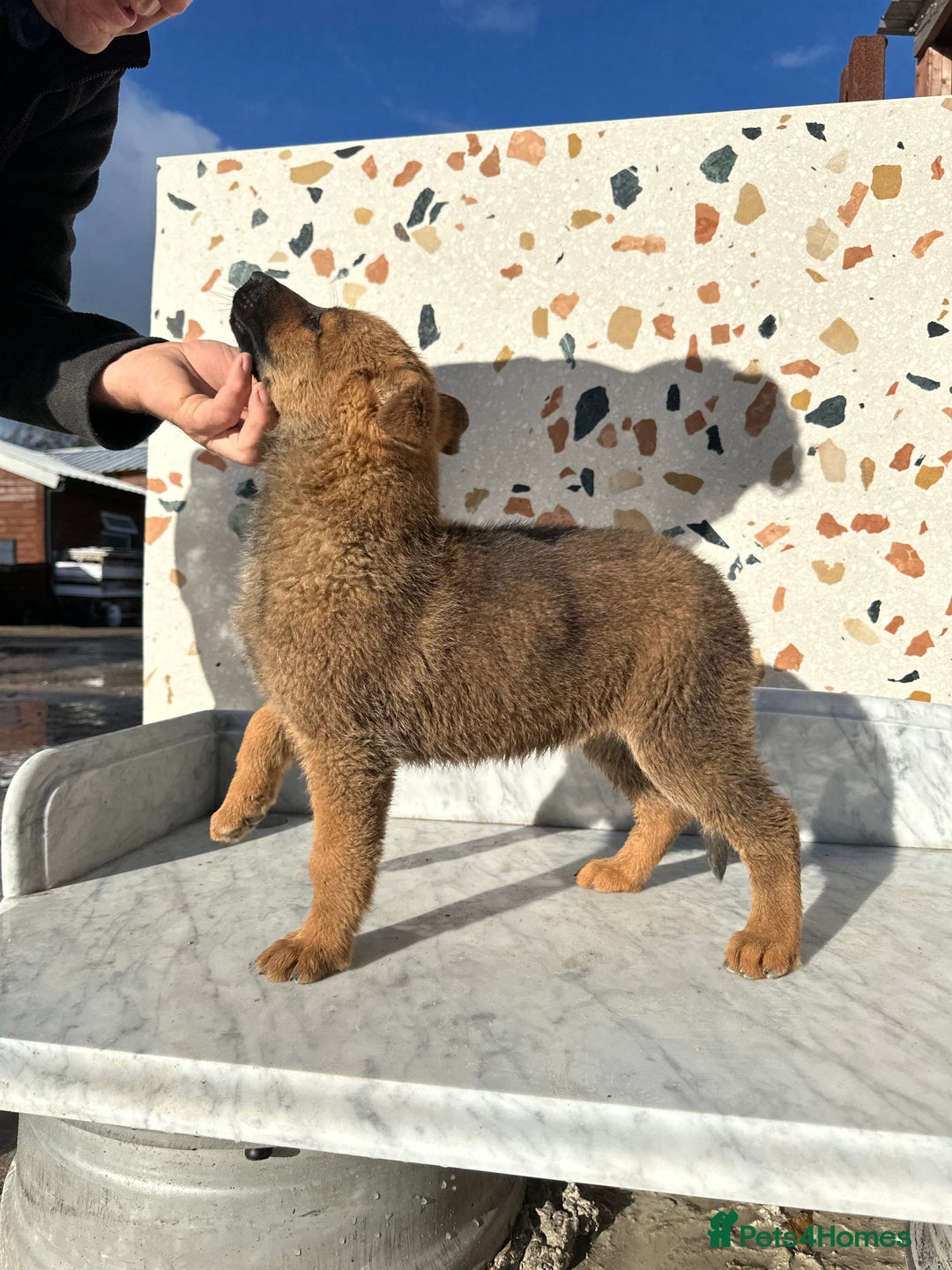 German Shepherd dogs for sale: German shepherd x Belgian malinois puppies - Image 13