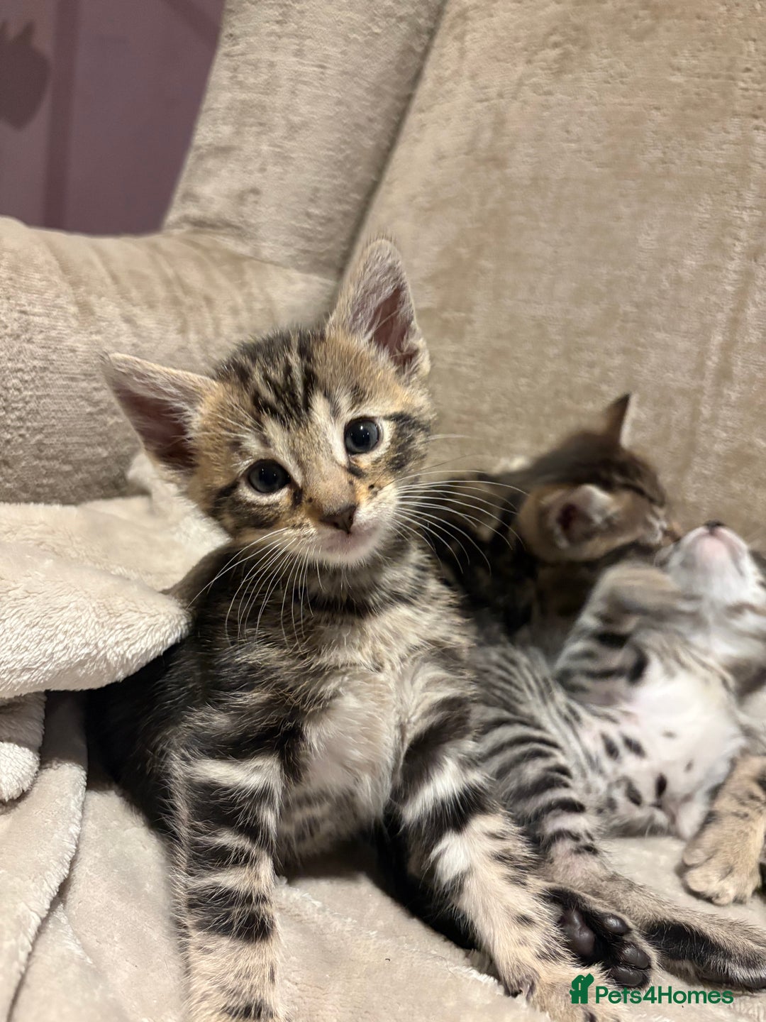 Bengal cats for sale: bengal kittens  - Advert 26