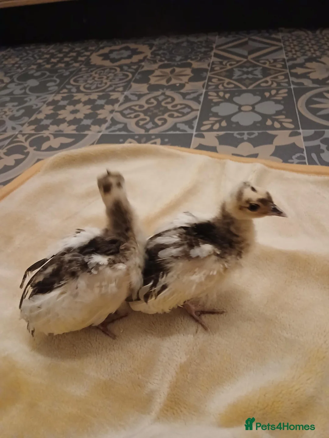 Peafowl poultry for sale:  Two peachicks for sale. - Advert 2