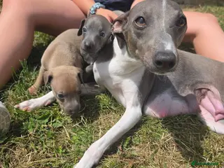 Italian Greyhound dogs Beautiful Italian-greyhound puppies - Advert 3