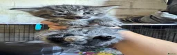 British Shorthair cats for sale: Larkrise Kittens  in Salisbury - Advert 3
