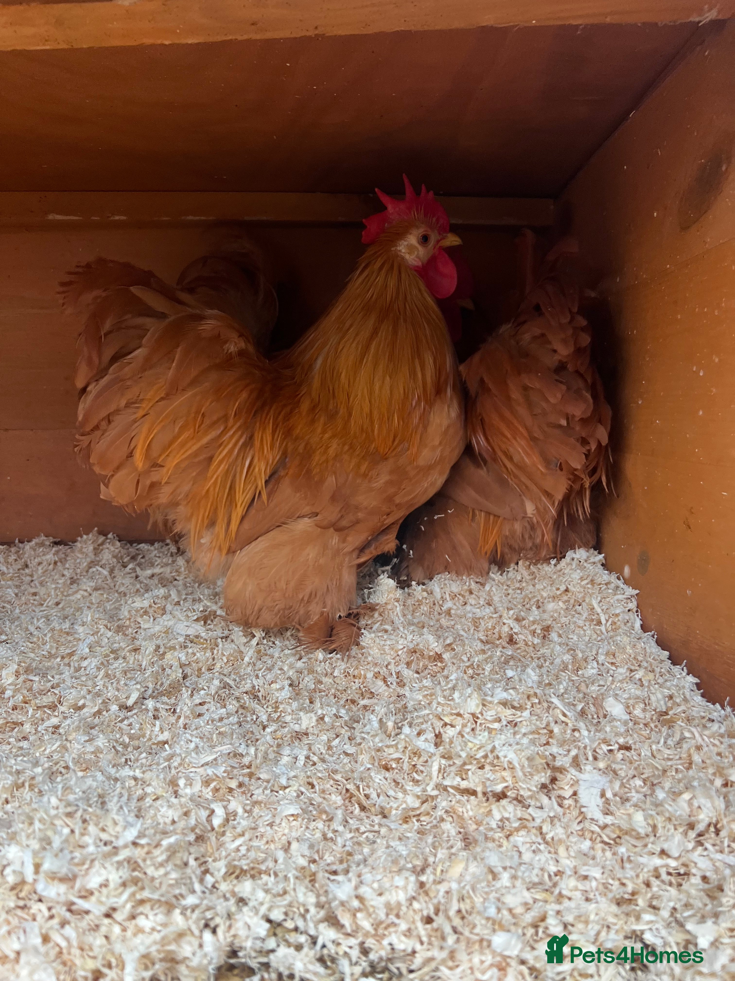 Chickens poultry 3 buff Pekin Cockerels - Advert 1