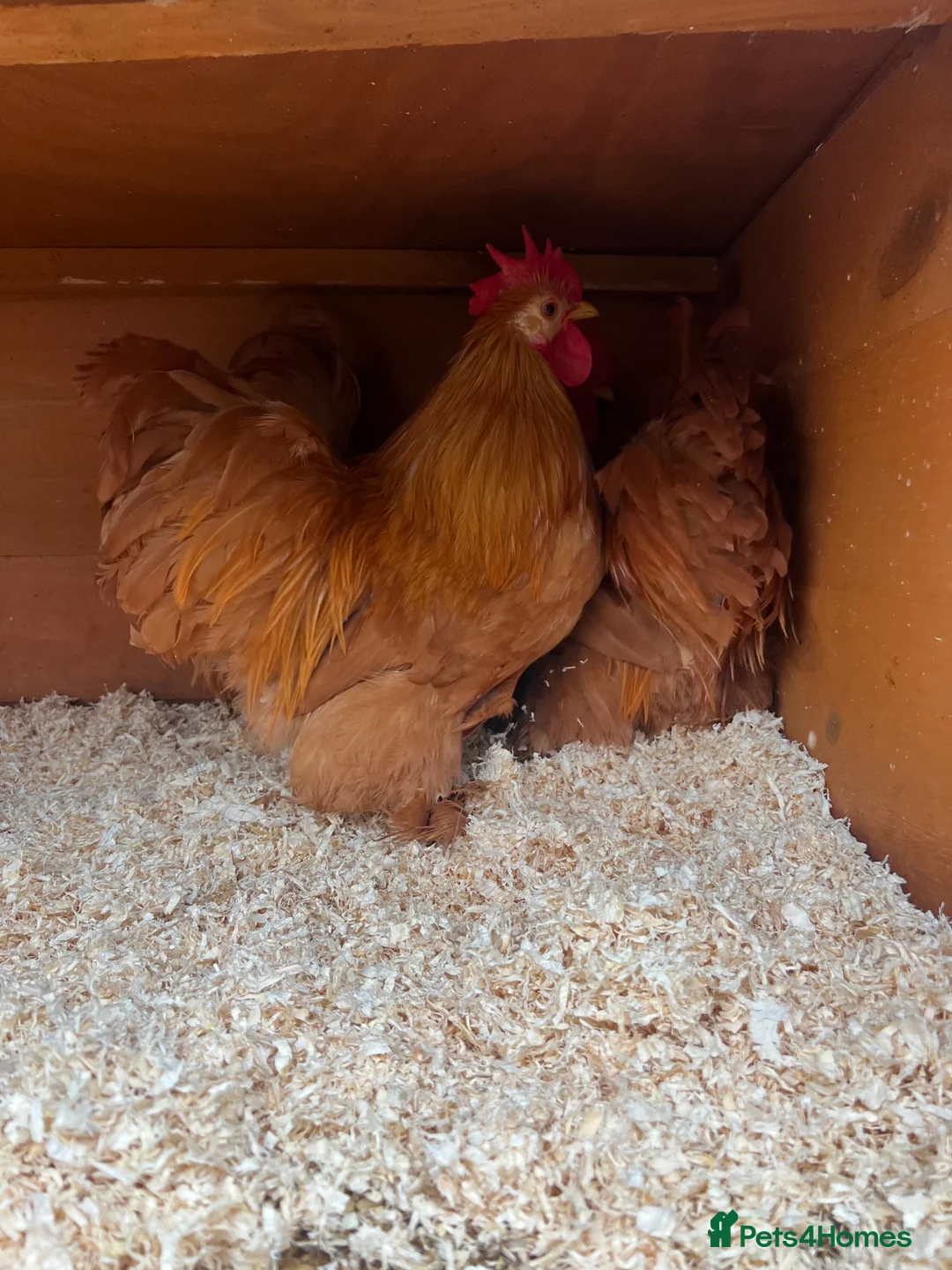 Chickens poultry for sale: 3 buff Pekin Cockerels - Advert 1