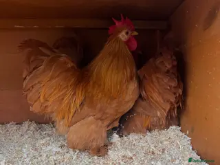 Chickens poultry 3 buff Pekin Cockerels - Advert 1