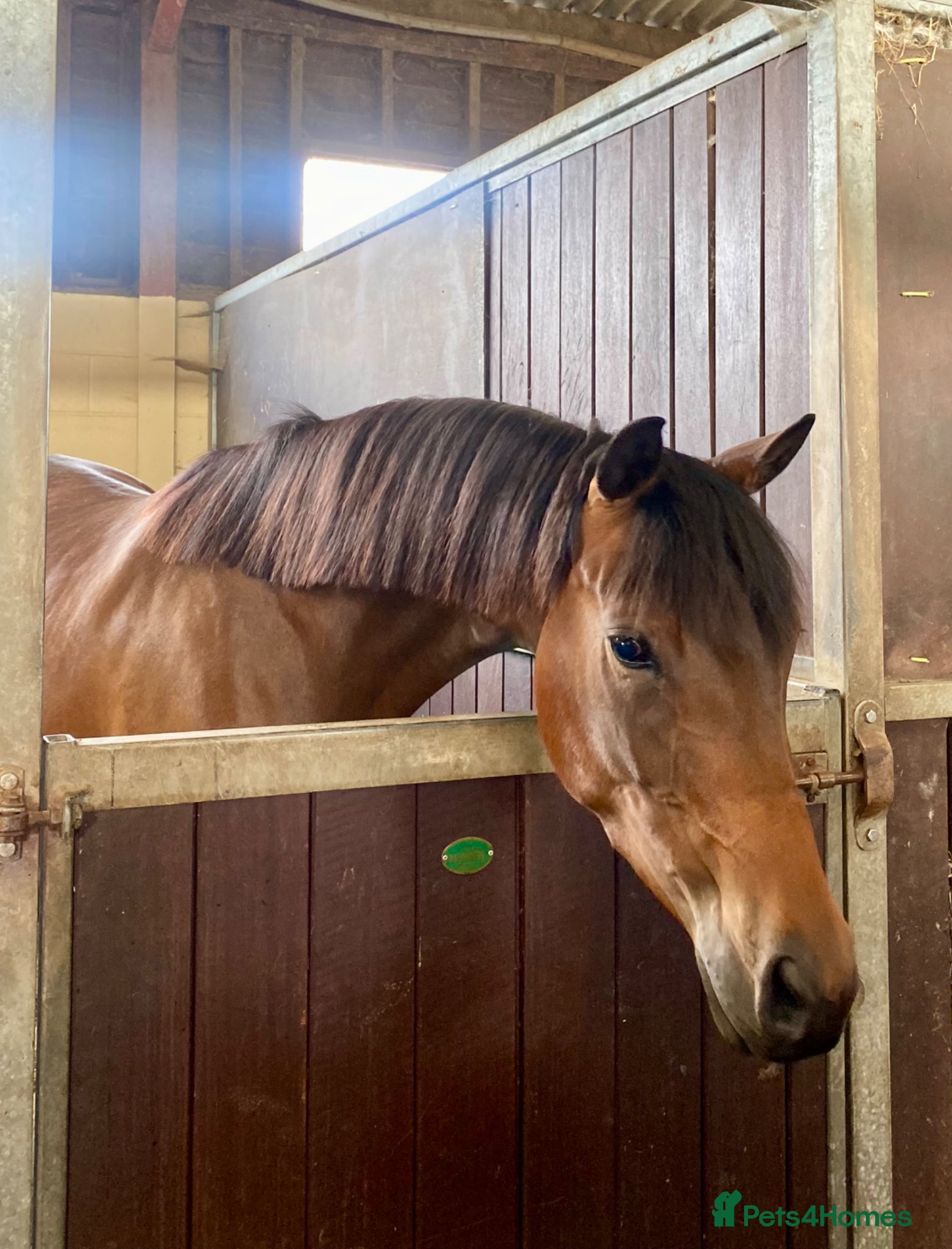 Arabian horse horses 🌟 Quality Arab x Warmblood Mare 🌟 - Advert 16