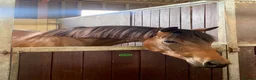 Arabian horse horses for sale: 🌟 Quality Arab x Warmblood Mare 🌟 - Advert 1