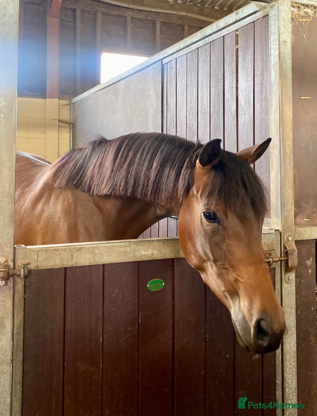 Arabian horse horses for sale: 🌟 Quality Arab x Warmblood Mare 🌟 - Advert 1