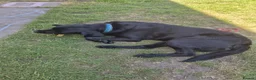 Labrador Retriever dogs for stud: Stud black lab  in Ilkeston - Advert 7