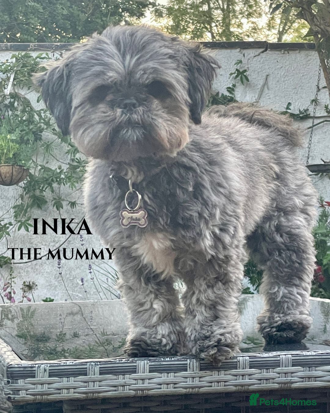Lhasa Apso dogs for sale: Beautiful Pure Lhasa Apso Puppies - 1 boy,1 girl - Advert 2