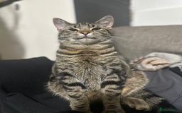 Mixed Breed cats for sale: Loving Hedvig Looking for a New Home ✨ - Advert 3