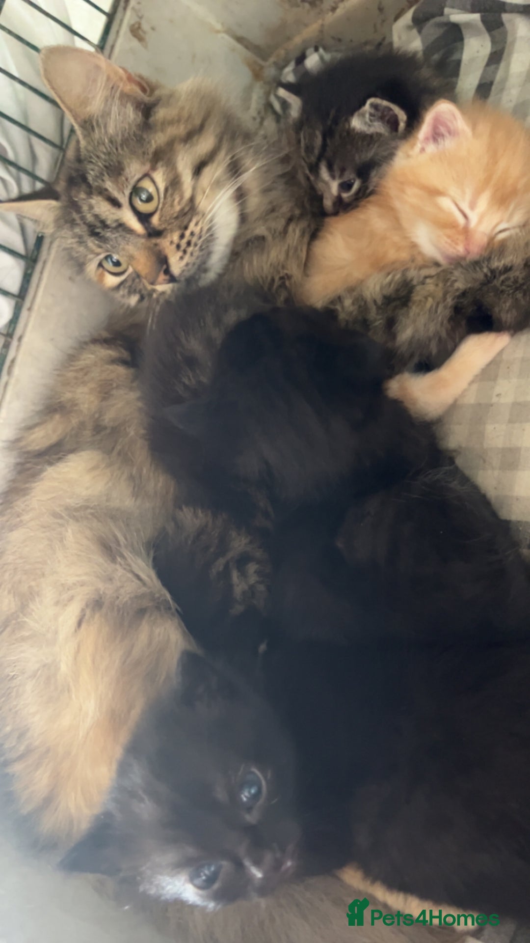 Mixed Breed cats for sale: Mainecoon cross kittens  - Image 2