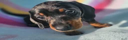 Dachshund dogs for sale: Beautiful dachshund puppies READY NOW  in Tredegar - Advert 7