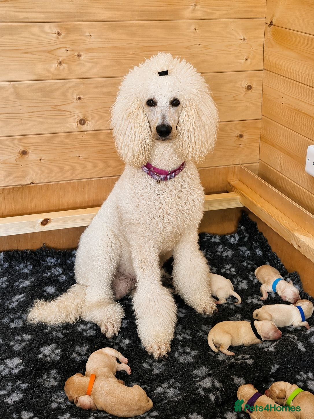 Goldendoodle dogs Beautiful Home-Raised F1 Goldendoodles Ready 23/7 - Advert 4