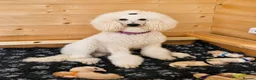 Goldendoodle dogs for sale: Beautiful Home-Raised F1 Goldendoodles Ready 23/7 - Advert 1
