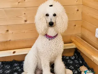 Goldendoodle dogs Beautiful Home-Raised F1 Goldendoodles Ready 23/7 - Advert 1