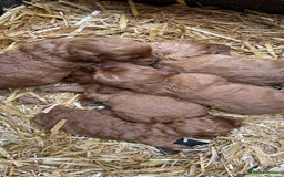 Cockapoo dogs for sale: Cockapoo - Image 1