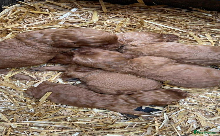 Cockapoo dogs - Advert 1