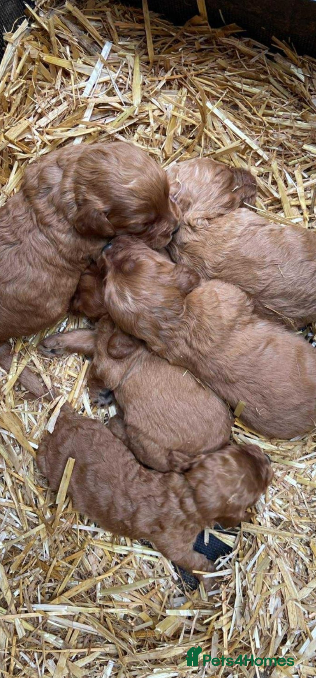 Cockapoo dogs for sale: Cockapoo - Image 1