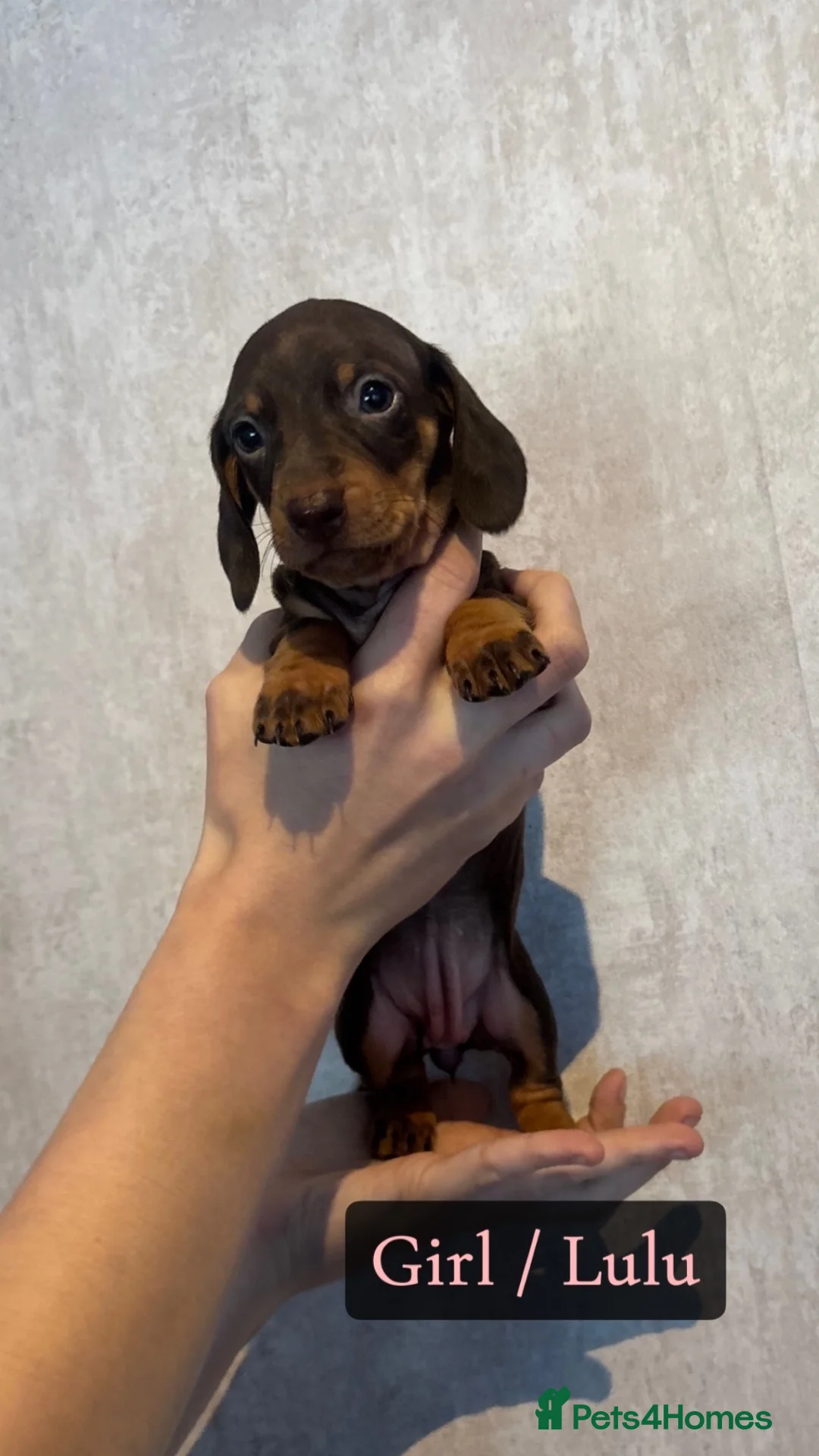 Dachshund dogs for sale: Beautiful Chocolate & Tan Dachshund Pups - Advert 1