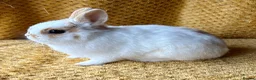 Netherland Dwarf rabbits for sale: Stunning Netherland dwarf babies  - Advert 6