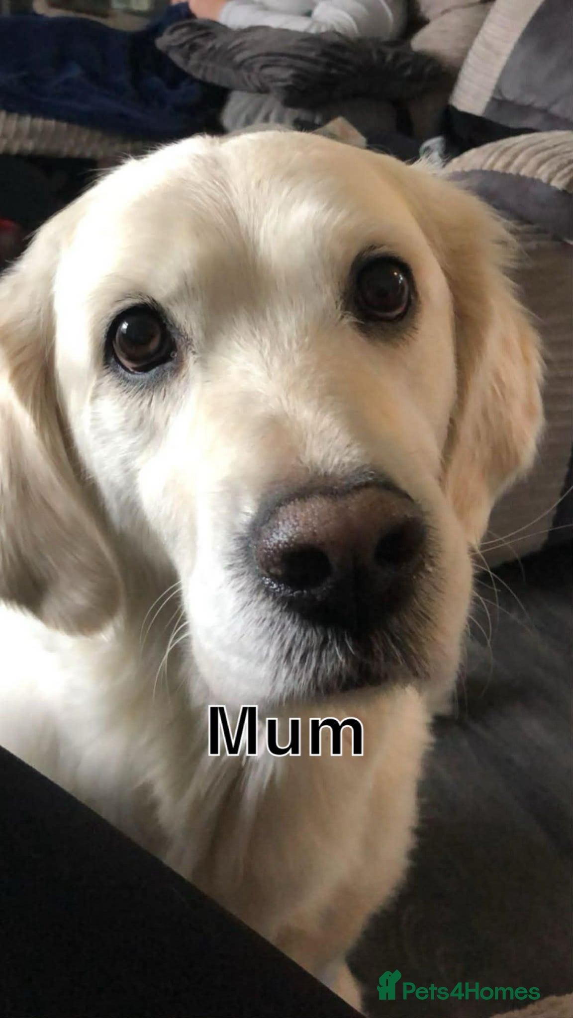 Golden Retriever dogs for sale: Beautiful cream retrievers ready for 20th April - Advert 1