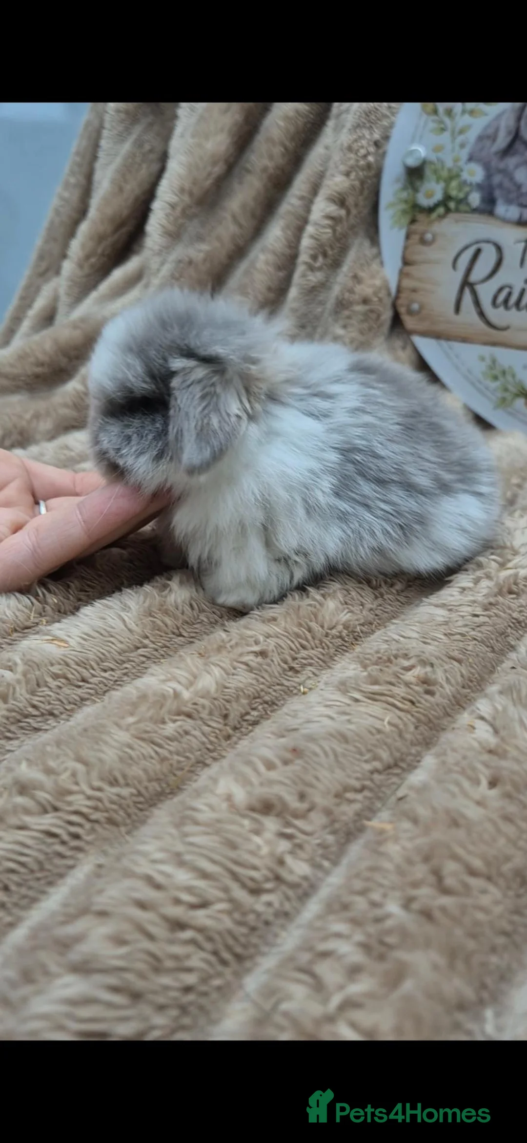 Mini Lop rabbits for sale: Mini lop babies ready 5th nov - Advert 2