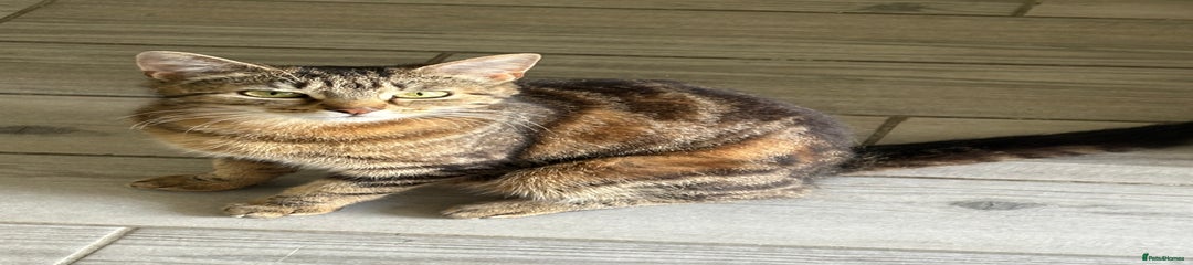 Domestic Shorthair cat