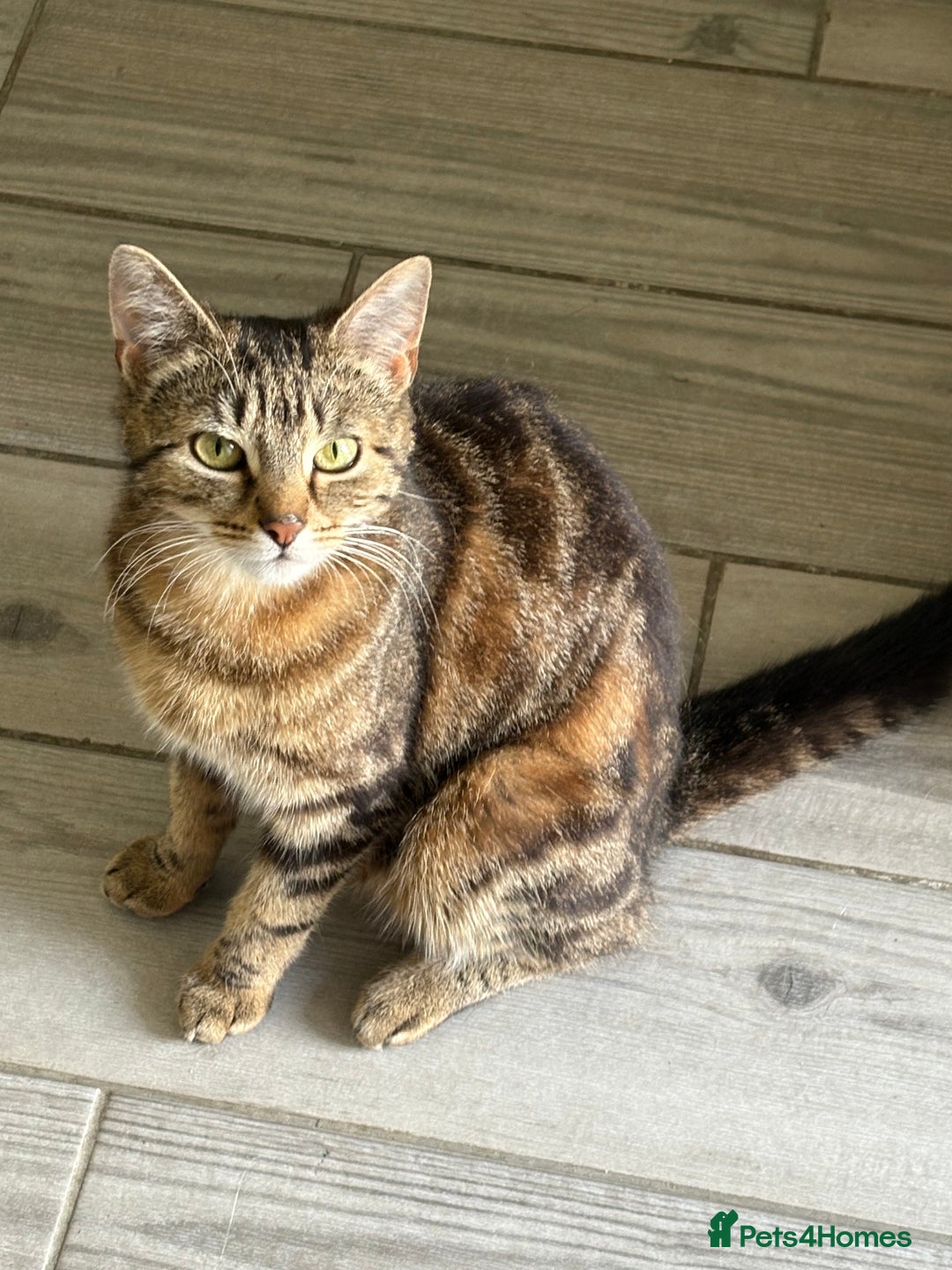 Domestic Shorthair cats for sale: I need a good loving forever home 🐾🐾 - Image 1