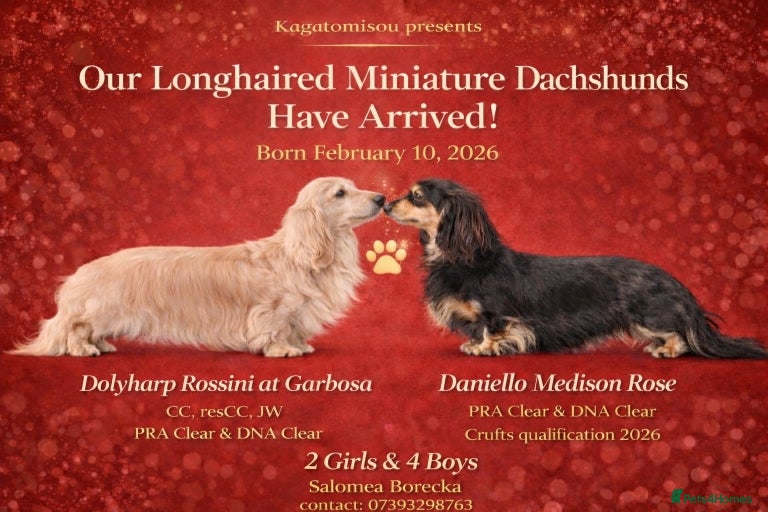 Miniature Dachshund dogs Champion bloodline Mini Dachshund Longhair - Advert 1