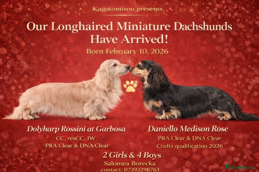 Miniature Dachshund dogs for sale: Champion bloodline Mini Dachshund Longhair - Advert 1