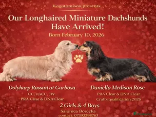 Miniature Dachshund dogs Champion bloodline Mini Dachshund Longhair - Advert 1