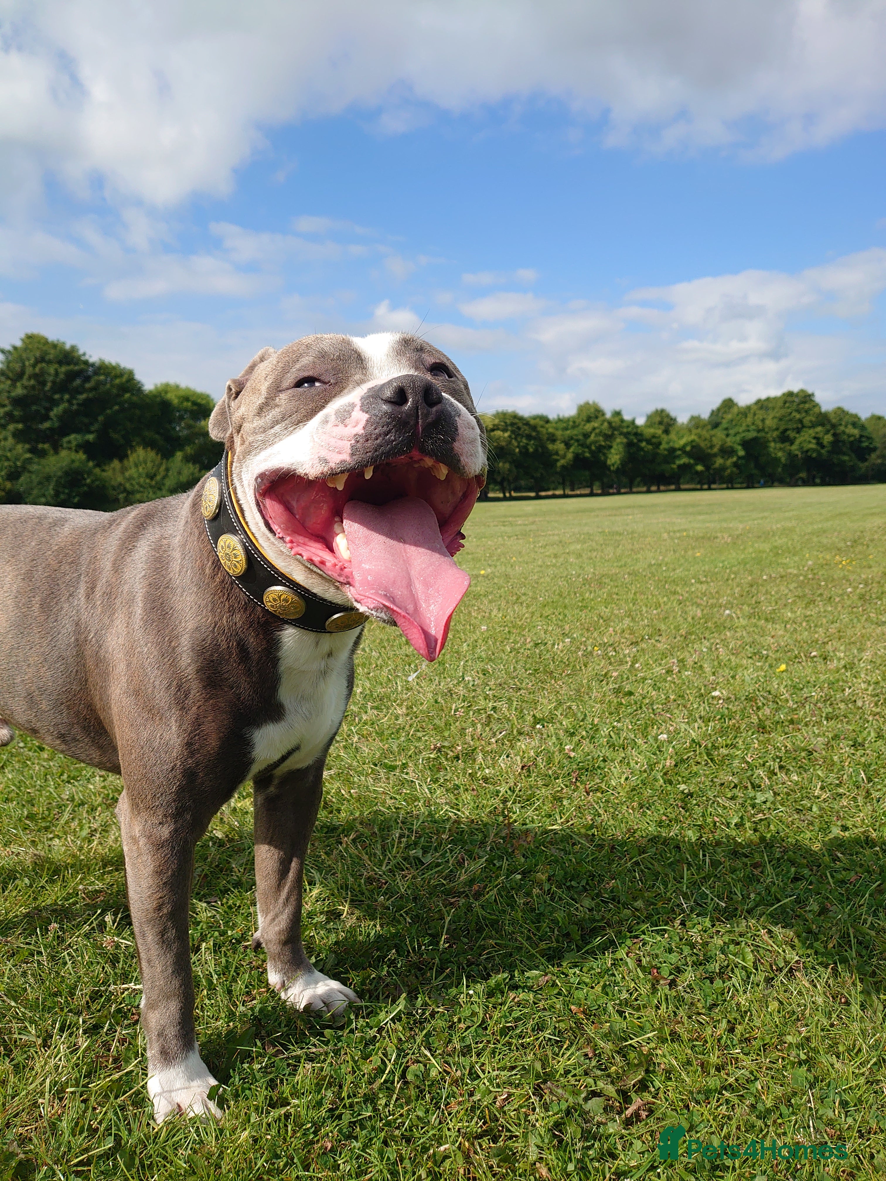 Staffordshire Bull Terrier dogs Perfect dog for stud in Doncaster - Advert 7