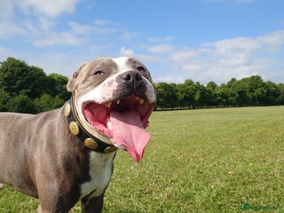 Staffordshire Bull Terrier dogs in Doncaster - Advert 20