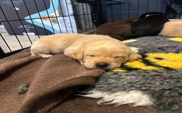 Labrador Retriever dogs for sale: Labrador puppies  - Image 24