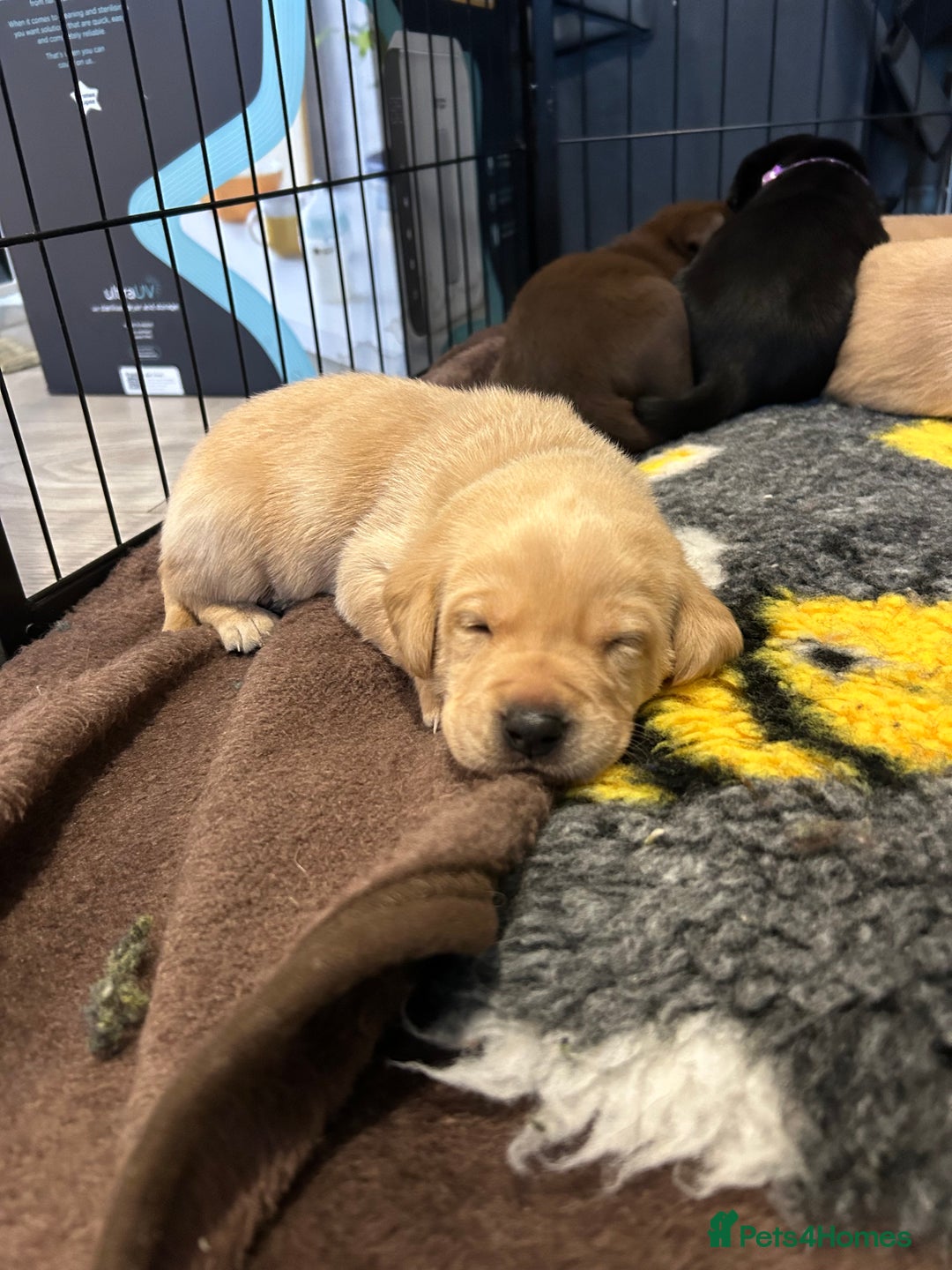 Labrador Retriever dogs for sale: Labrador puppies  - Image 24