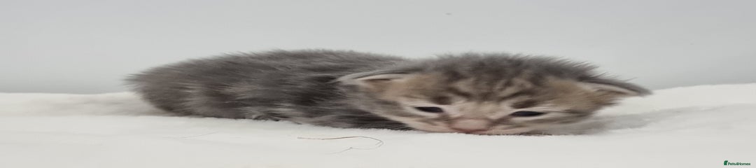 Maine Coon Kitten 6