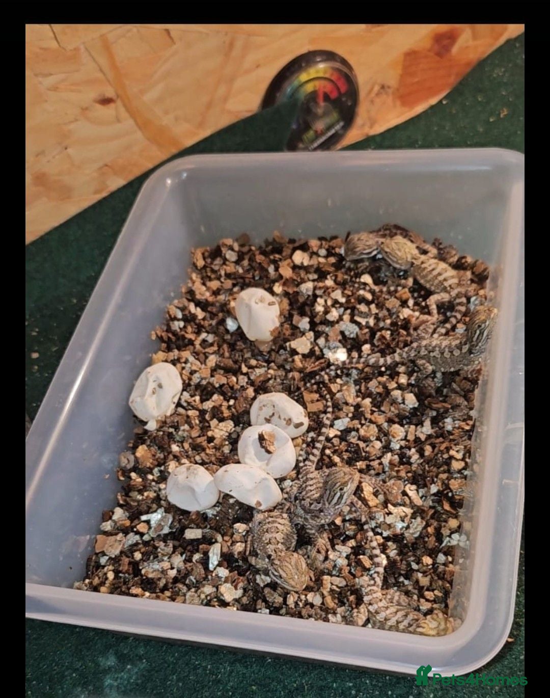 Bearded Dragon reptiles 10Rankin dragon Fertile egg(bearded dragon cousin) - Advert 1
