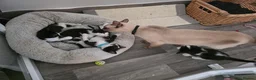 Burmese cats for sale: Burmese x - Advert 7