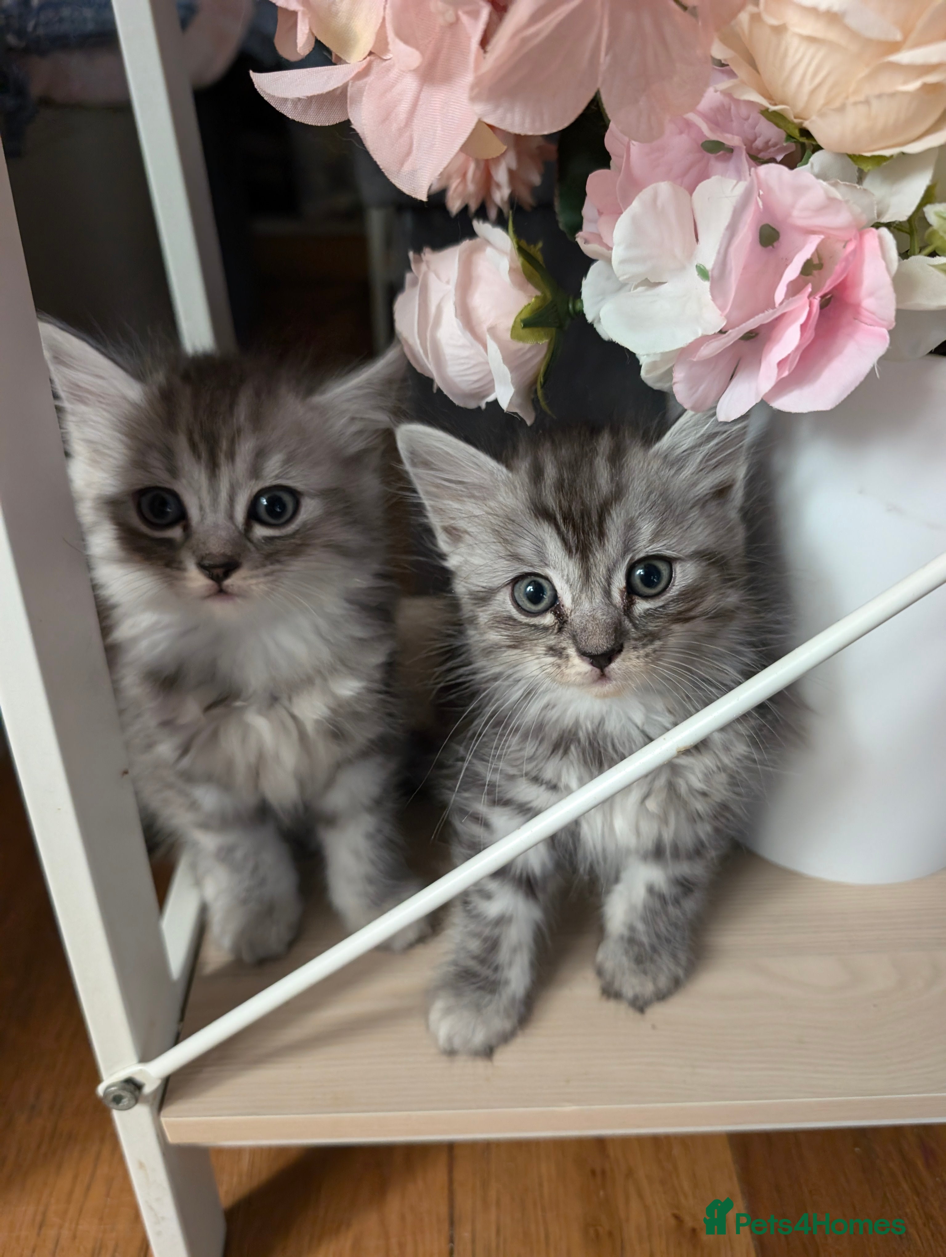 Mixed Breed cats 4 Sweet kittens!! - Advert 7