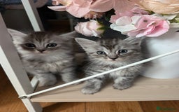 Mixed Breed cats for sale: 4 Sweet kittens!! - Image 1