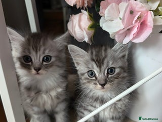 Mixed Breed cats - Advert 12