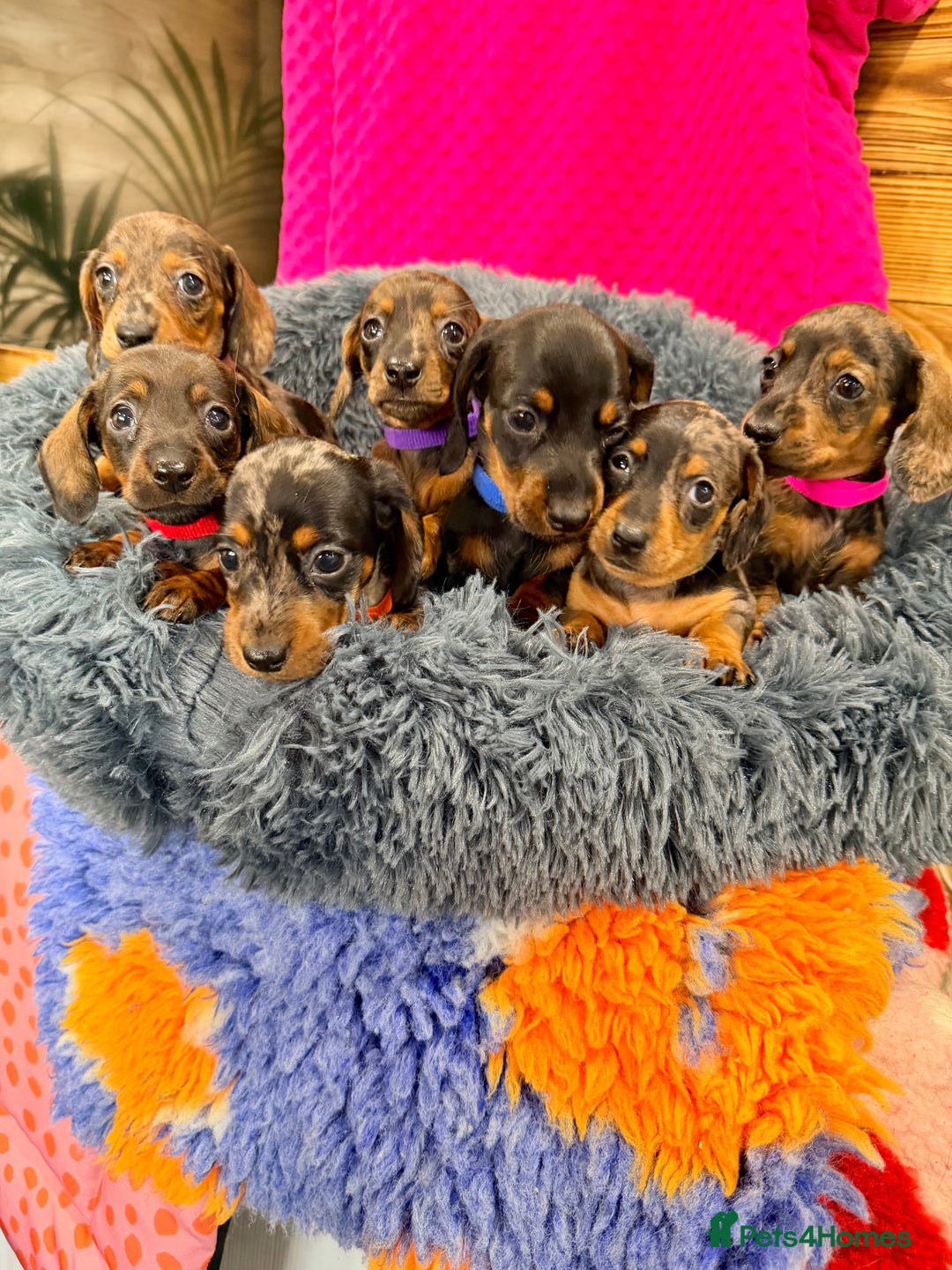 Miniature Dachshund dogs for sale: Beautiful bunch of girls /boy 🩷✨ Kc mini pups   - Image 4