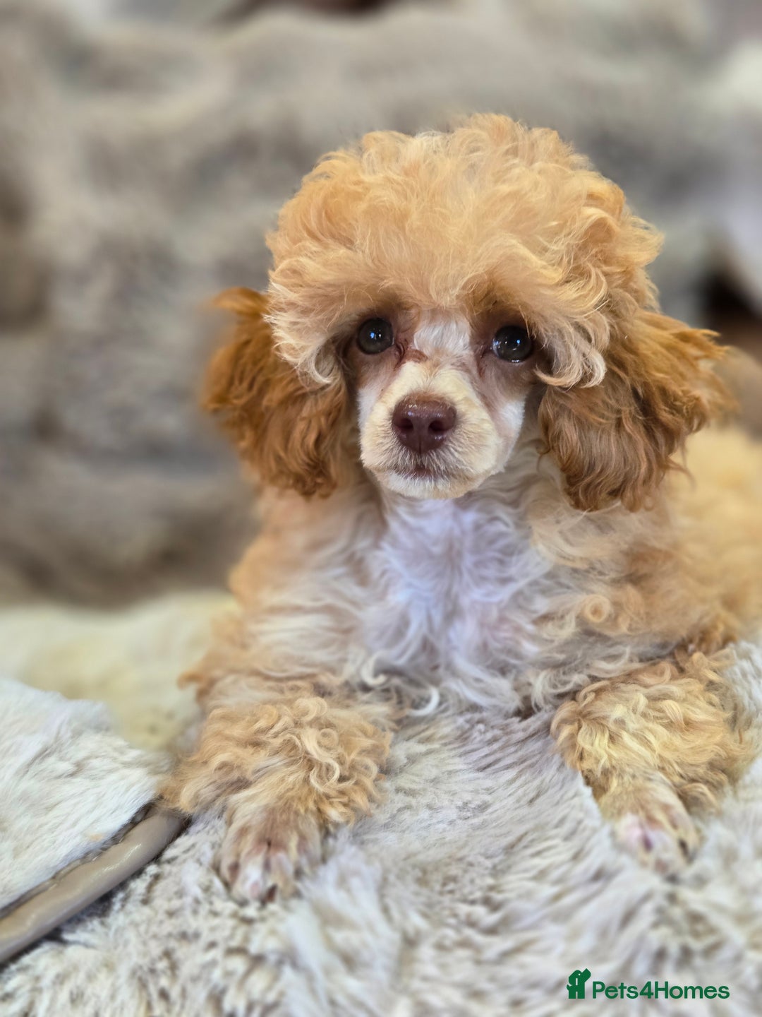 Toy Poodle dogs for sale: KC Reg stunning tiny Choc Apricot Girl Toy Poodle - Image 7