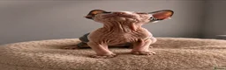 Sphynx cats for sale: Amazing DBE Sphynx kitten GCCF & TICA   - Advert 14